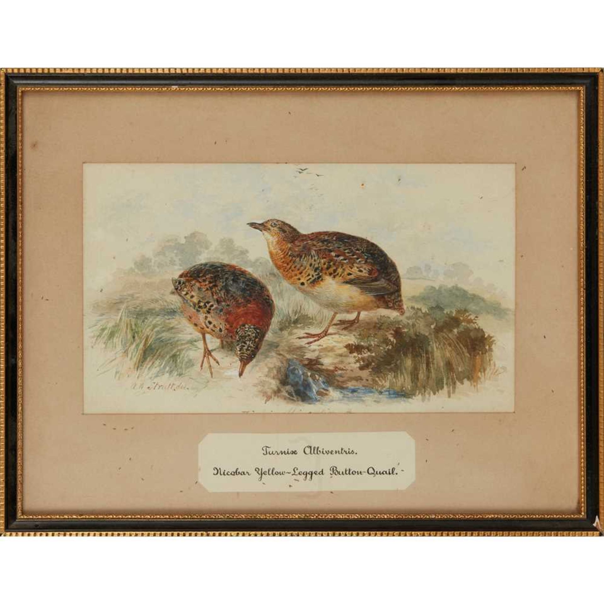 TWENTY-THREE WATERCOLOURS OF SOUTH ASIAN GAME BIRDS LATE 19TH CENTURY - Image 6 of 47