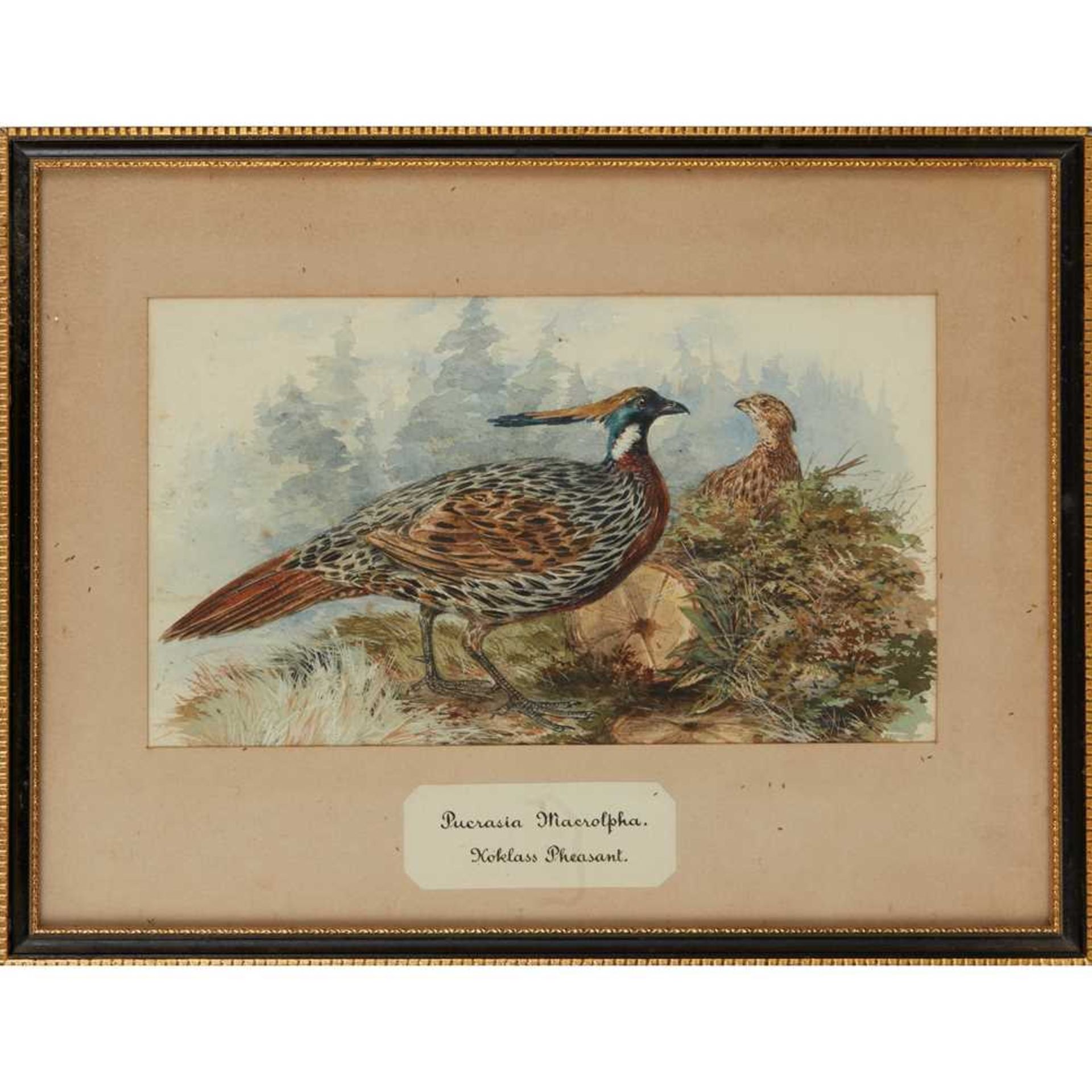 TWENTY-THREE WATERCOLOURS OF SOUTH ASIAN GAME BIRDS LATE 19TH CENTURY - Image 20 of 47