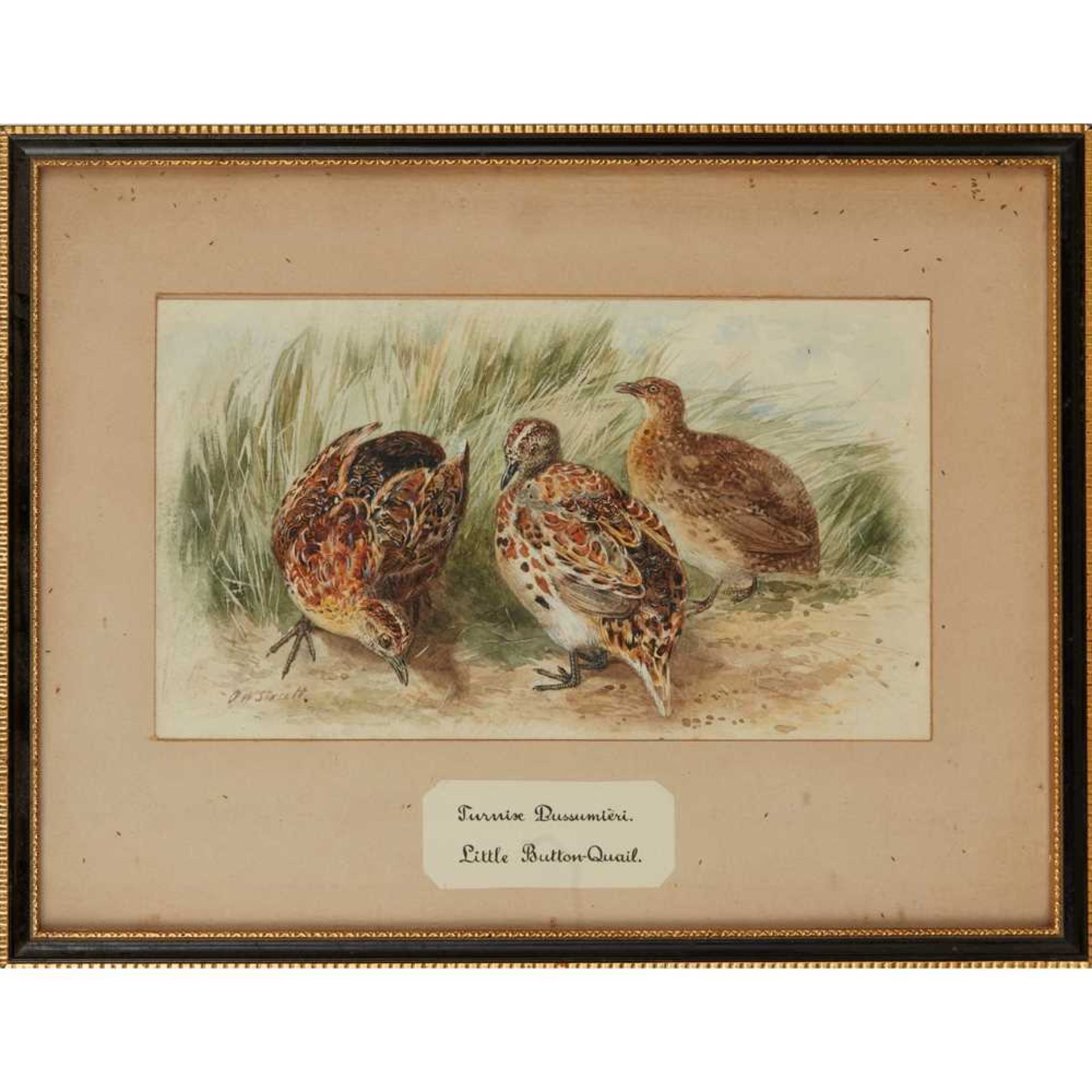 TWENTY-THREE WATERCOLOURS OF SOUTH ASIAN GAME BIRDS LATE 19TH CENTURY - Image 14 of 47