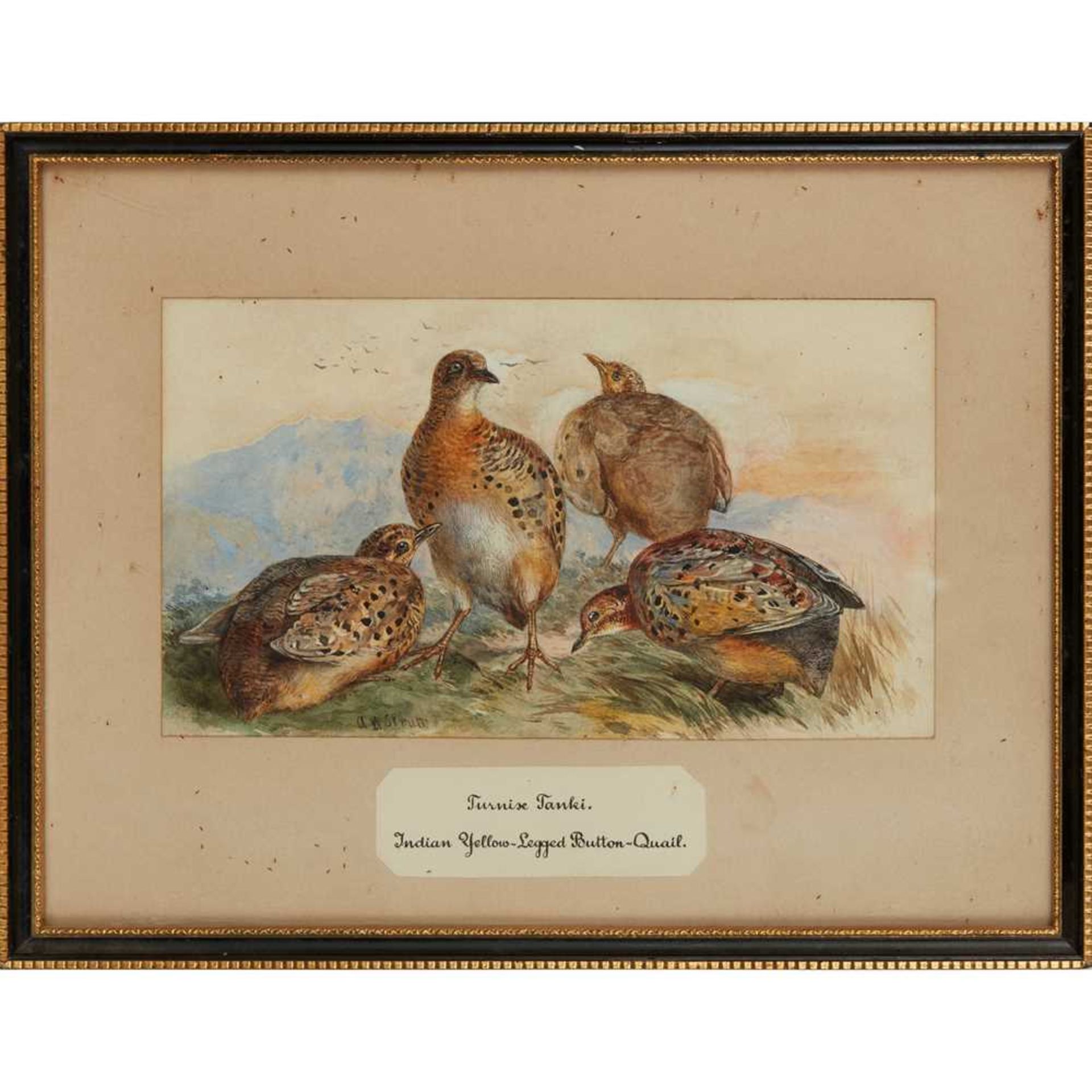 TWENTY-THREE WATERCOLOURS OF SOUTH ASIAN GAME BIRDS LATE 19TH CENTURY - Image 28 of 47