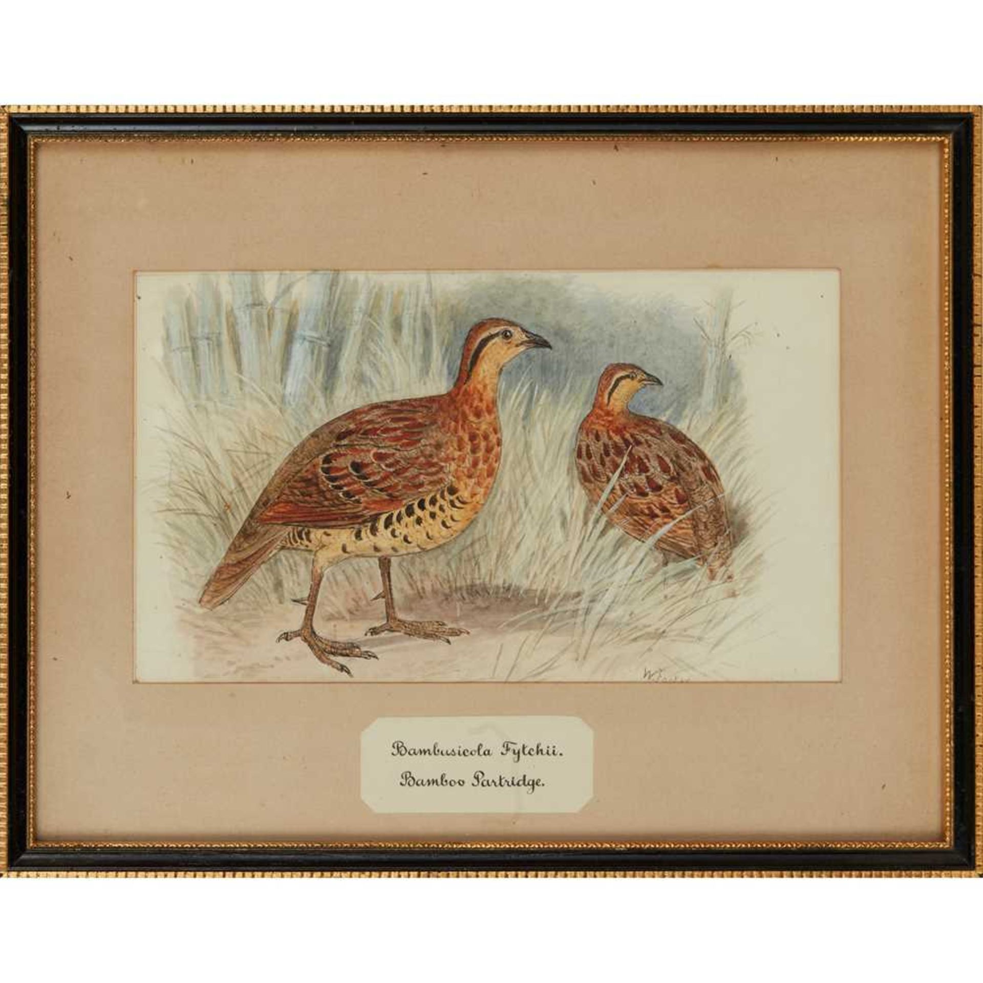 TWENTY-THREE WATERCOLOURS OF SOUTH ASIAN GAME BIRDS LATE 19TH CENTURY - Image 4 of 47