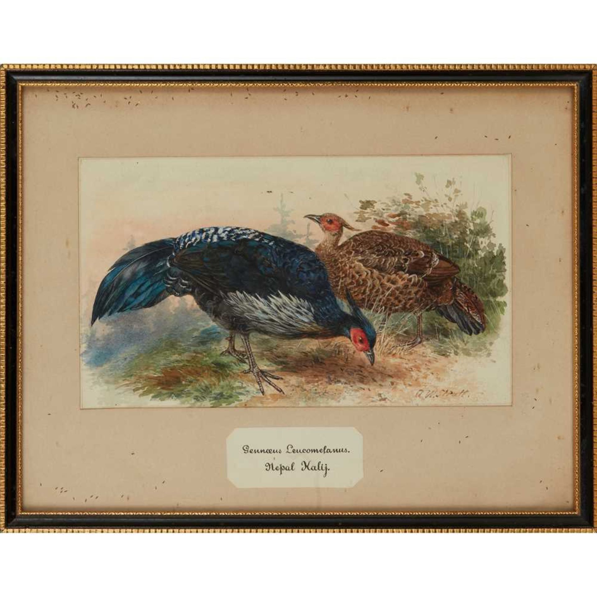 TWENTY-THREE WATERCOLOURS OF SOUTH ASIAN GAME BIRDS LATE 19TH CENTURY - Image 22 of 47