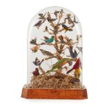 Y VICTORIAN DOMED TAXIDERMY BIRDS OF SOUTH AMERICA DIORAMA 19TH CENTURY