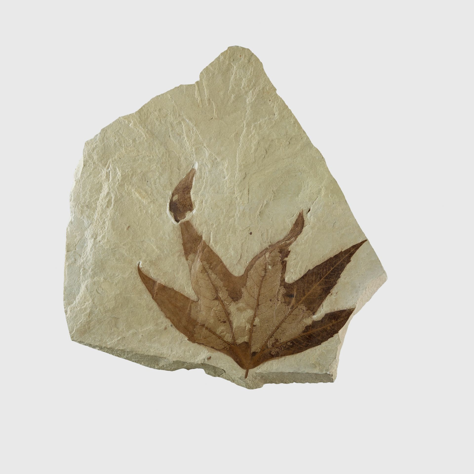 FOSSIL SYCAMORE LEAF GREEN RIVER, WYOMING, EOCENE PERIOD, 50 MILLION YEARS BP