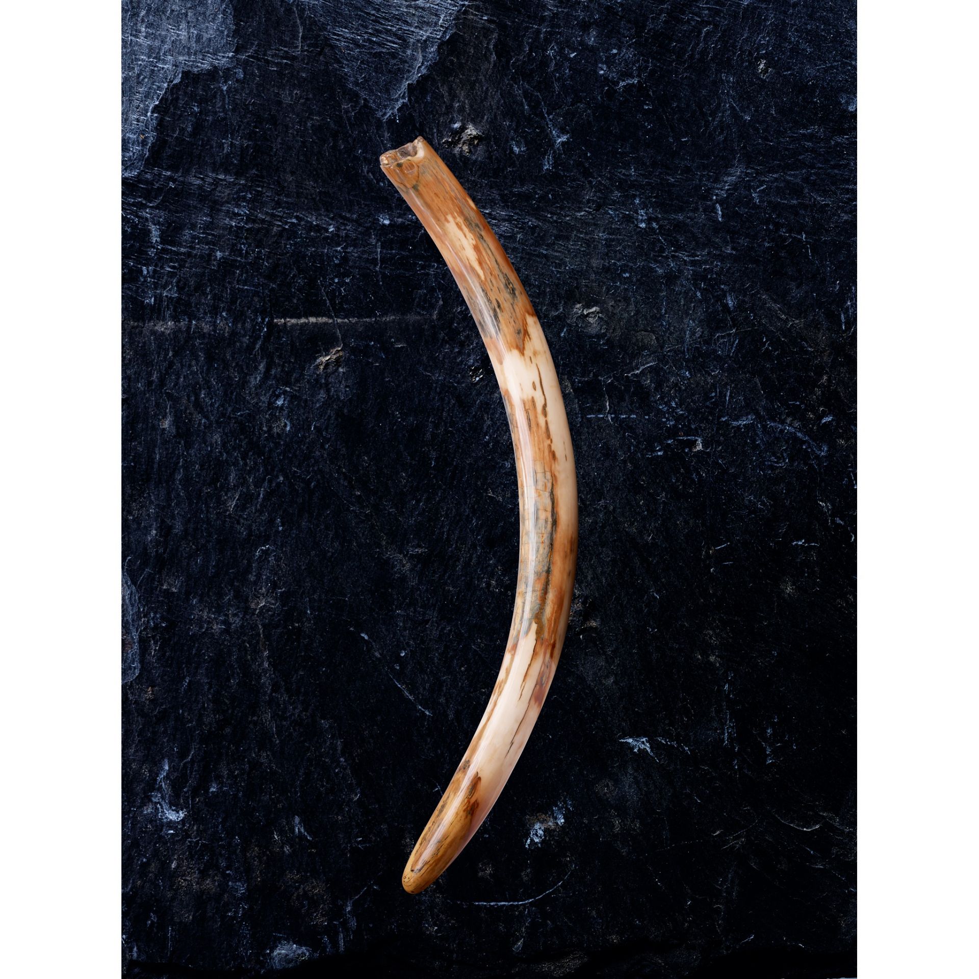 LARGE WOOLLY MAMMOTH TUSK, MAMMUTHUS PRIMIGENIUS SIBERIA, PLEISTOCENE C. 80,000 - 10,000 YEARS B.P.