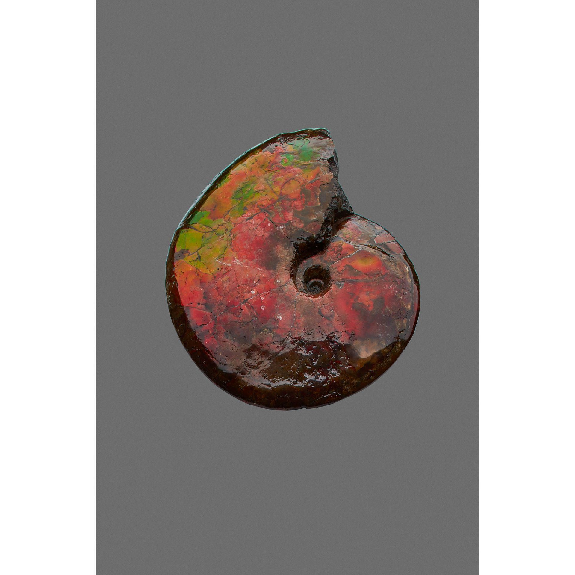 LARGE IRIDESCENT AMMONITE BEARPAW FORMATION, CANADA, UPPER CRETACEOUS, 75 - 72 MILLION YEARS B.P. - Bild 3 aus 3