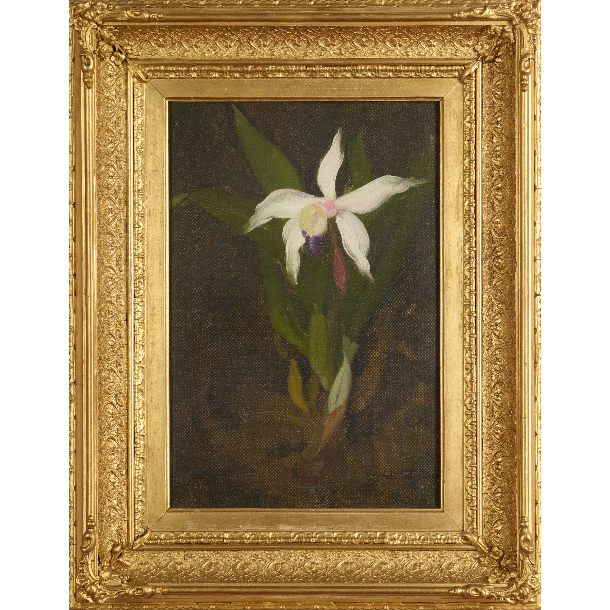 STUART PARK (SCOTTISH 1862-1933) WHITE ORCHID - Image 2 of 3