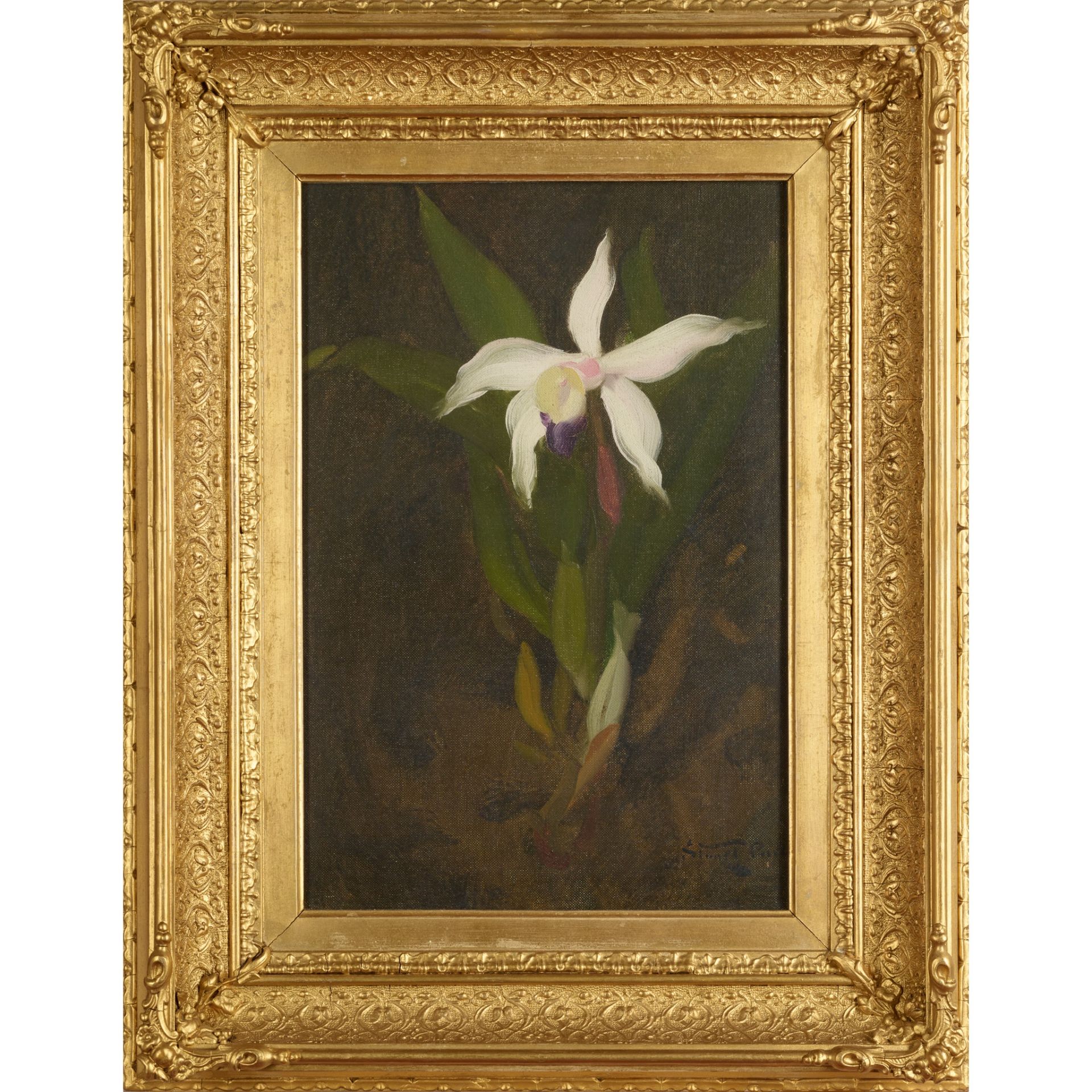 STUART PARK (SCOTTISH 1862-1933) WHITE ORCHID - Bild 2 aus 3