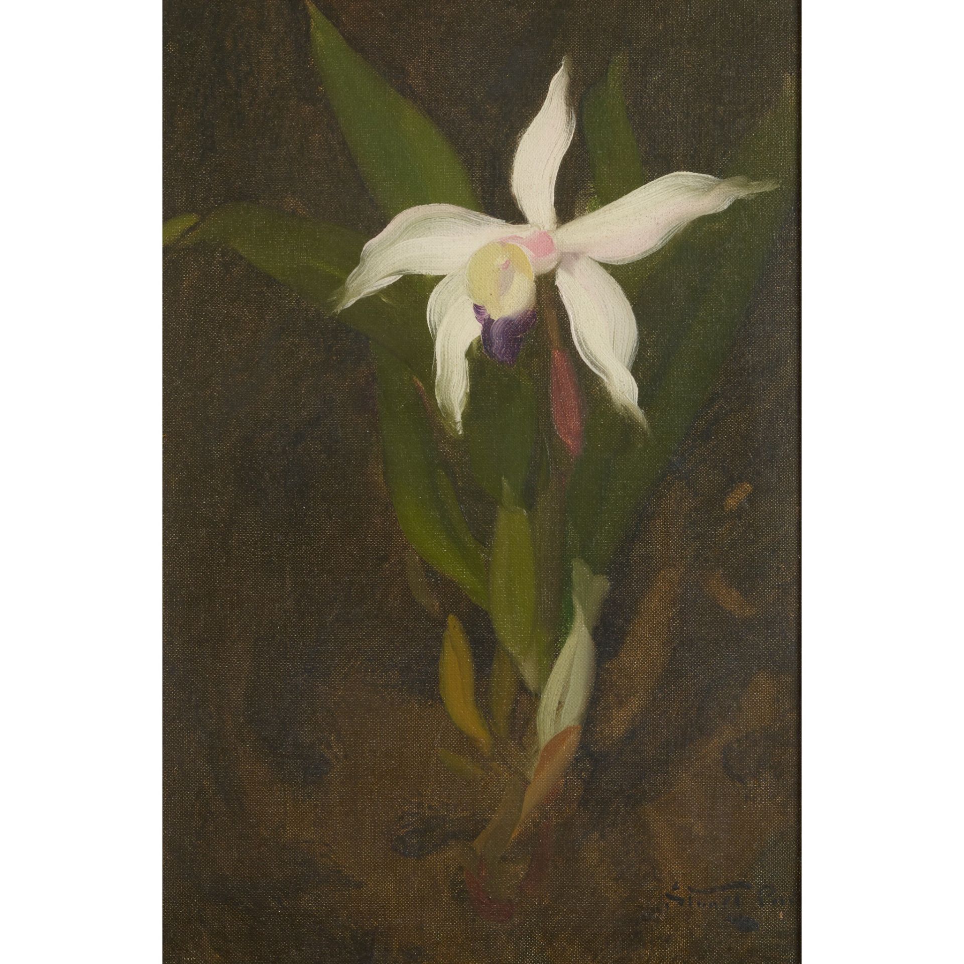 STUART PARK (SCOTTISH 1862-1933) WHITE ORCHID