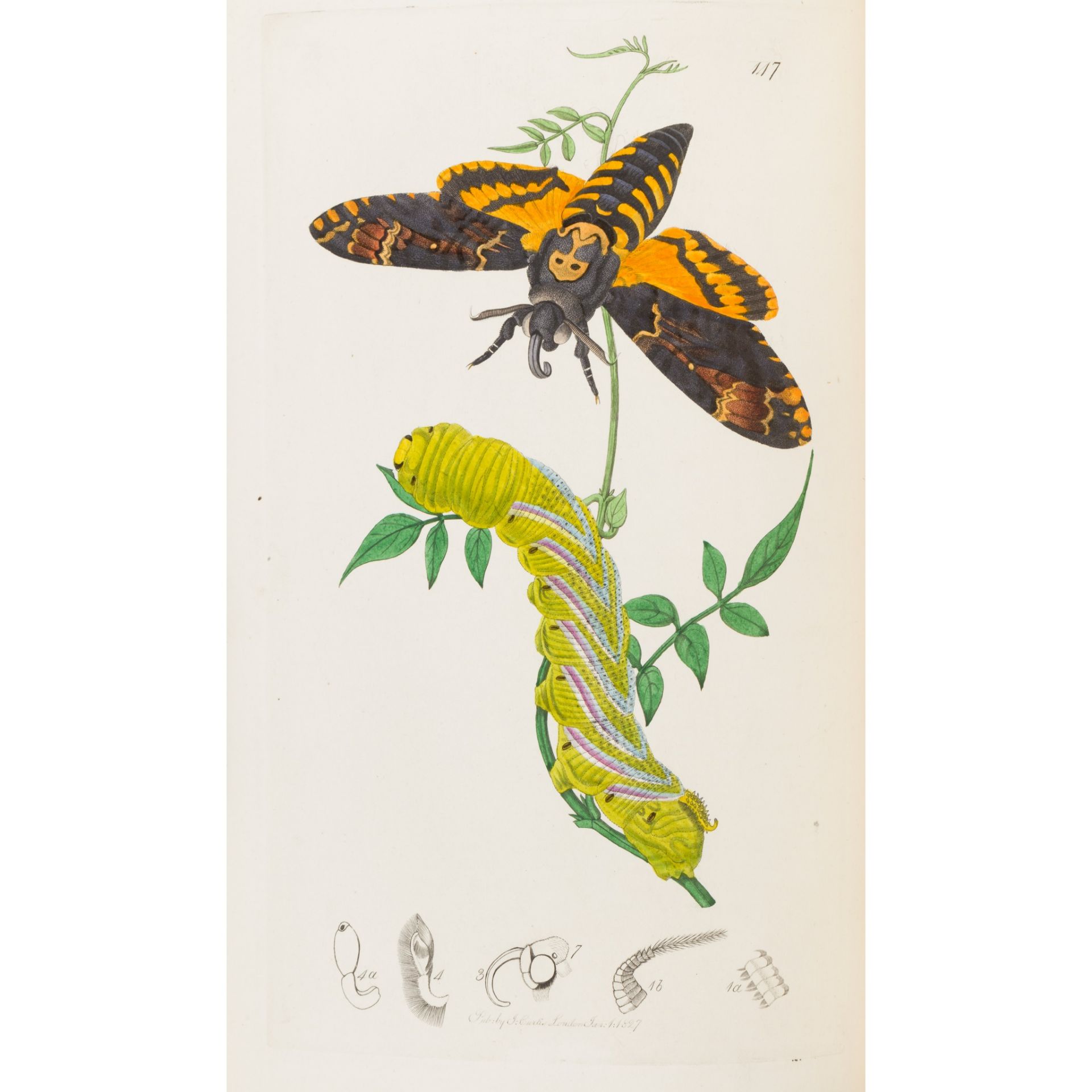 Curtis, John British Entomology