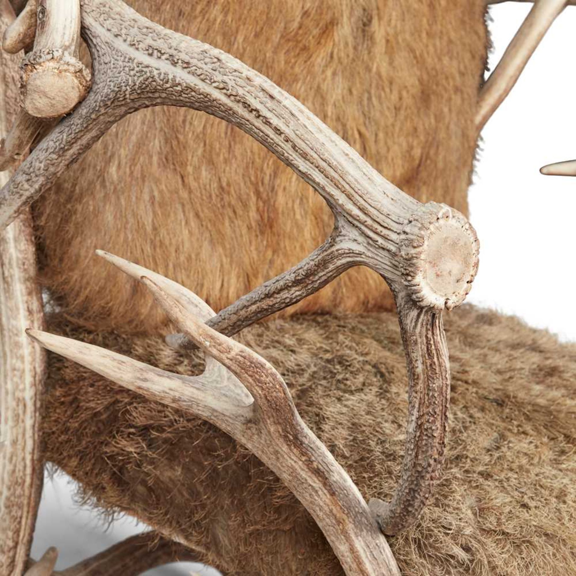 LARGE STAG ANTLER ARMCHAIR 20TH CENTURY - Image 3 of 4