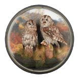 A WALL DOMED PAIR OF TAXIDERMY TAWNY OWLS (STRIX ALUCO) CIRCA 21ST CENTURY