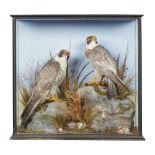 A LATE VICTORIAN CASED PAIR OF TAXIDERMY PEREGRINE FALCONS (FALCO PEREGRINUS) BY W. A. MACLEAY & SON