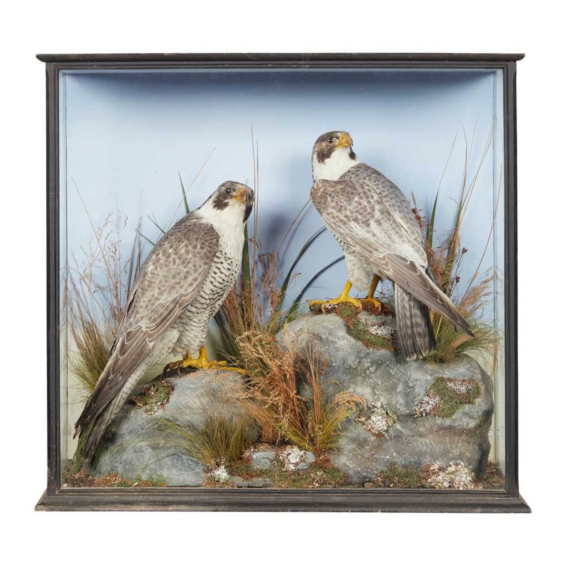 A LATE VICTORIAN CASED PAIR OF TAXIDERMY PEREGRINE FALCONS (FALCO PEREGRINUS) BY W. A. MACLEAY & SON