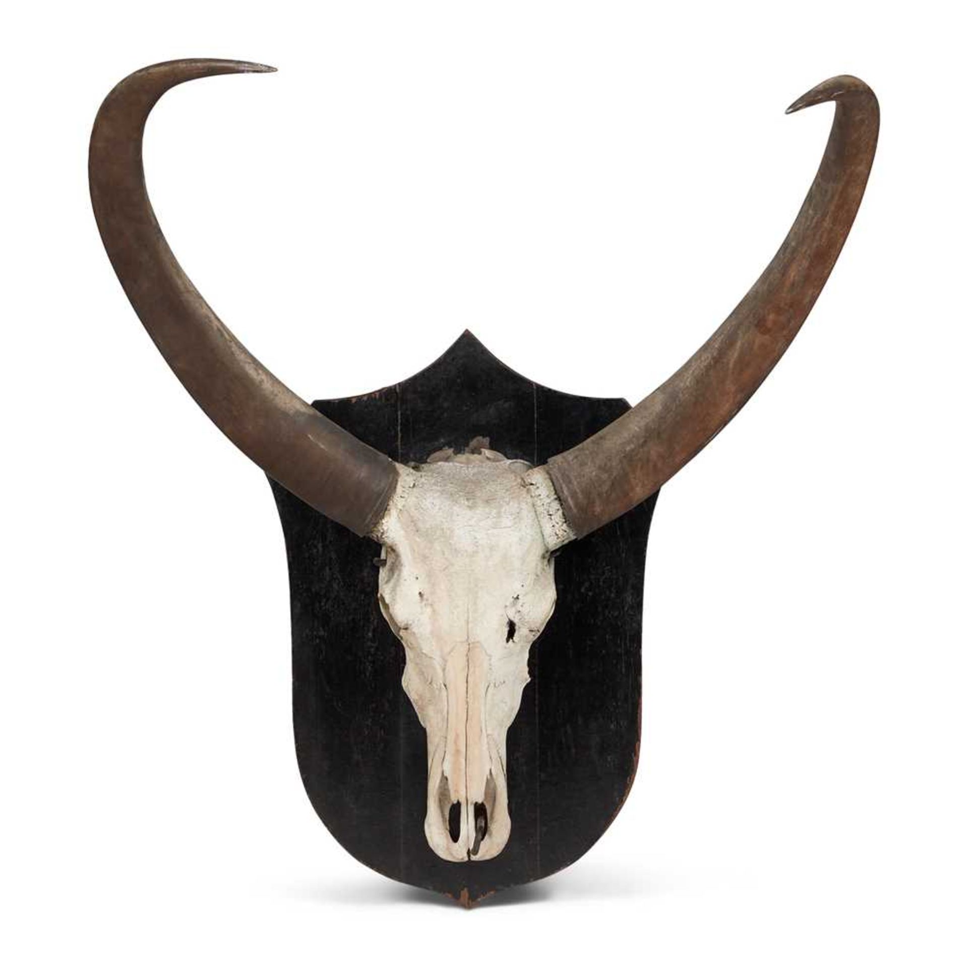 TAXIDERMY/ANTLERS/HORNS: ASIAN ASSAM WATER BUFFALO (BUBALUS BUBALIS) CIRCA EARLY 20TH CENTURY