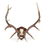 Y NORTH AMERICAN WAPITI OR ELK MOUNTED ANTLERS [CERVUS CANADENSIS NELSONI] 20TH CENTURY