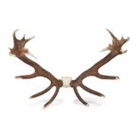 ENGLISH RED DEER ANTLERS 20TH CENTURY