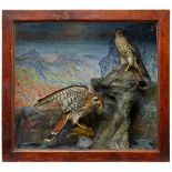 Y PAIR OF CASED TAXIDERMY AMERICAN KESTRELS EARLY 20TH CENTURY