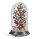 Y VICTORIAN TAXIDERMY BIRD DISPLAY AND DOME 19TH CENTURY