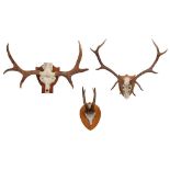 THREE SETS OF MOUNTED ANTLERS 20TH CENTURY