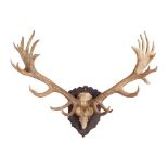 RECORD CLASS 26-POINT MOUNTED RED DEER ANTLERS 20TH CENTURY