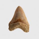 LARGE MEGALODON TOOTH WEST JAVA, INDONESIA, MIDDLE MIOCENE, 10 - 15 MILLION YEARS B.P.