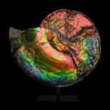 ◆ SUPERB IRIDESCENT AMMONITE BEARPAW FORMATION, CANADA, UPPER CRETACEOUS, 75 - 72 MILLION YEARS B.