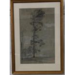 Cornelius Varley. Pencil drawing of a tree. Signed lower right. Dated 1801. Framed. 43cm x 27cm