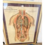 Human Anatomy, Original FROHSE Chromolithograph showing, Kidneys, Bladder, Arteries and Veins in
