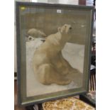 POLAR BEARs, Original Chromolithograph showing polar bears in their natural habitat. Artist NOT