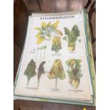 Nine European Chromolithograph Educational prints of Plants, mainly Vienna publishers. Varying sizes