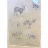 Study of Young Deer. Soper Studio. Signed. Eileen Soper RWS. Pencil sketch