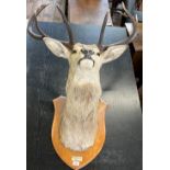 An 8-point stag's head mounted on an oak shield with inscription dated 1948