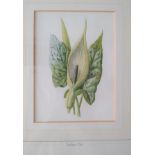 A chromolithograph by F. Edward Hulme. Circa 1900. Label on reserve reads "The decorative prints
