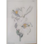 Four floral prints. Tafel 2, 11, 19 & 54