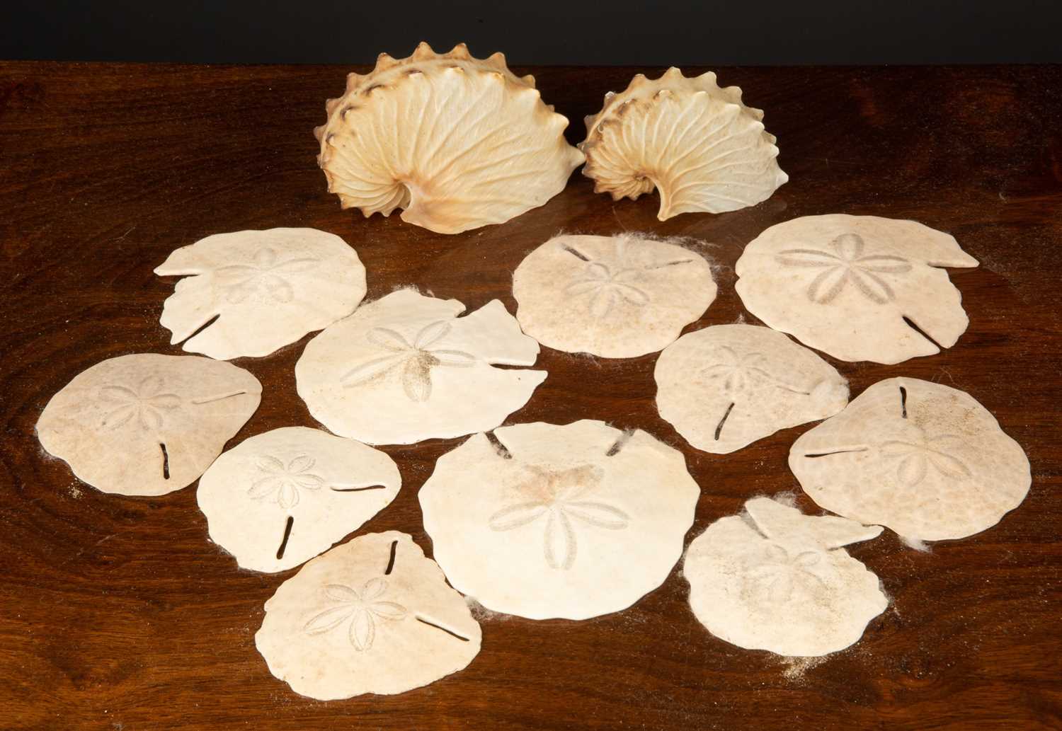 Two unusual seashells and a group of marine skeletons, possibly starfishCondition report: At