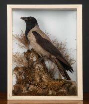 A taxidermy preserved hooded crow on stump perch in a three glass case, 40cm wide x 17cm deep x 50cm