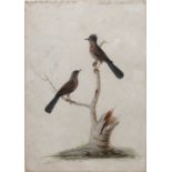 Sarah Stone (c. 1760-1844) "Dartford Warblers", signed and dated 1782, inscribed with title, 35 x