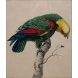 Sarah Stone (c. 1760-1844) An Amazon parrot perched upon a branch inspecting a fly, signed "Sarah