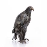 20th Century 'Untitled bird of prey' metal sculpture, unsigned, 43cm highCondition report: Overall