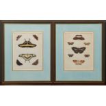 Two butterfly book plates depicting swallow tail and other butterflies, framed and glazed, 21cm x