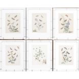 A group of six antique butterfly and insect prints originally plates from books, in contemporary