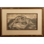 Late 20th century European school, Fish, etching, unsigned, framed and glazed, 38cm x