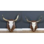 A pair of ox skulls mounted on oak shields, each approximately 90cm wide between horn