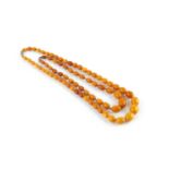 Two amber bead necklaces, the first comprising a line of amber beads graduating from approximately
