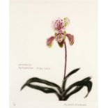 Elizabeth Blackadder (1931-2021) Orchidacea Paphiopedilum Insigne Hybrid 5/40, signed and numbered