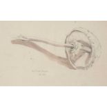 John Northcote Nash (1893-1977) The Parasol Mushroom signed and titled pencil and wash 20 x 33cm.