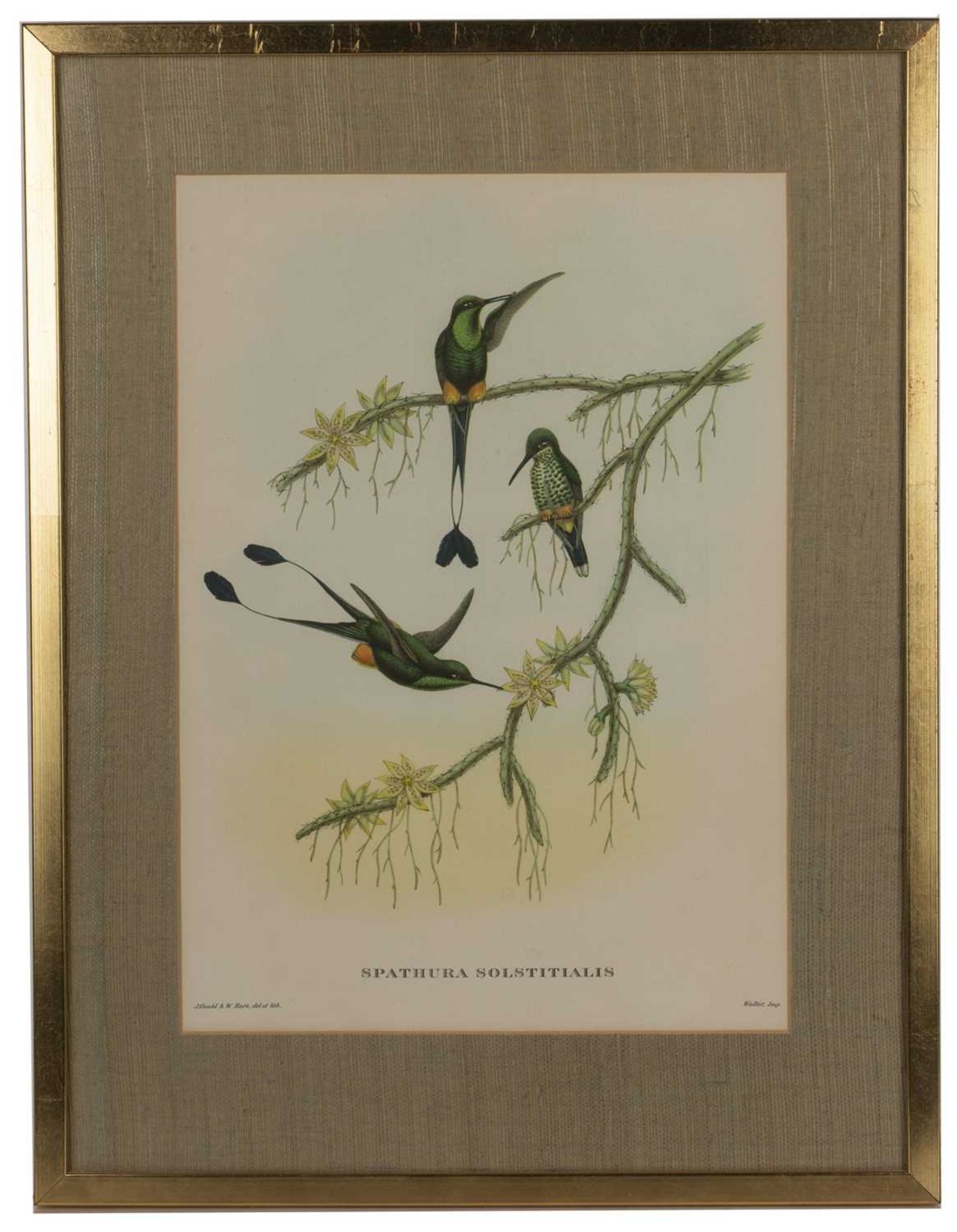 John Gould (1804-1881) 'Hummingbird', print, 38cm x 27cm, 'Nectarinia gouldiæ' (sic), print, 38cm - Image 6 of 9
