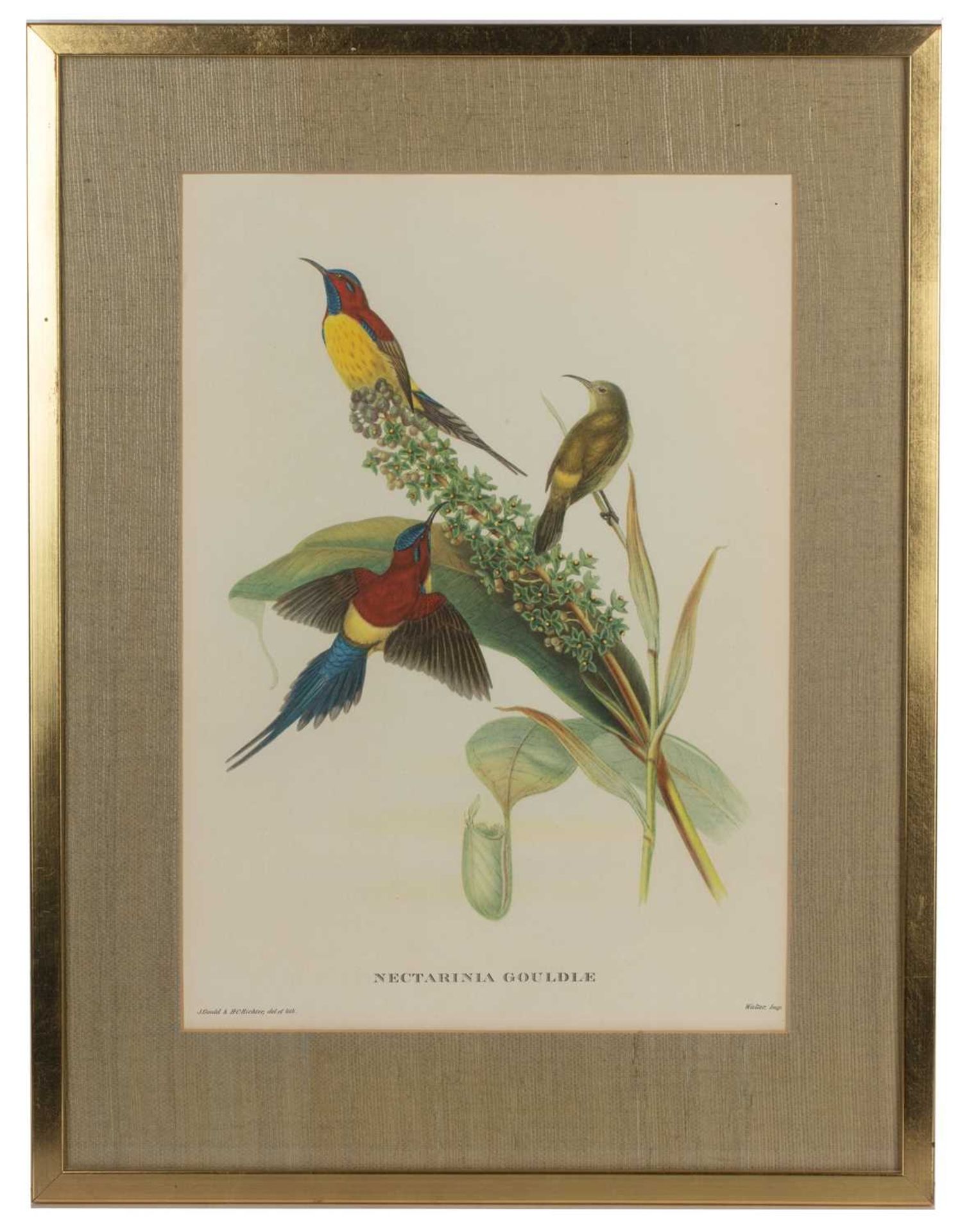 John Gould (1804-1881) 'Hummingbird', print, 38cm x 27cm, 'Nectarinia gouldiæ' (sic), print, 38cm - Image 5 of 9