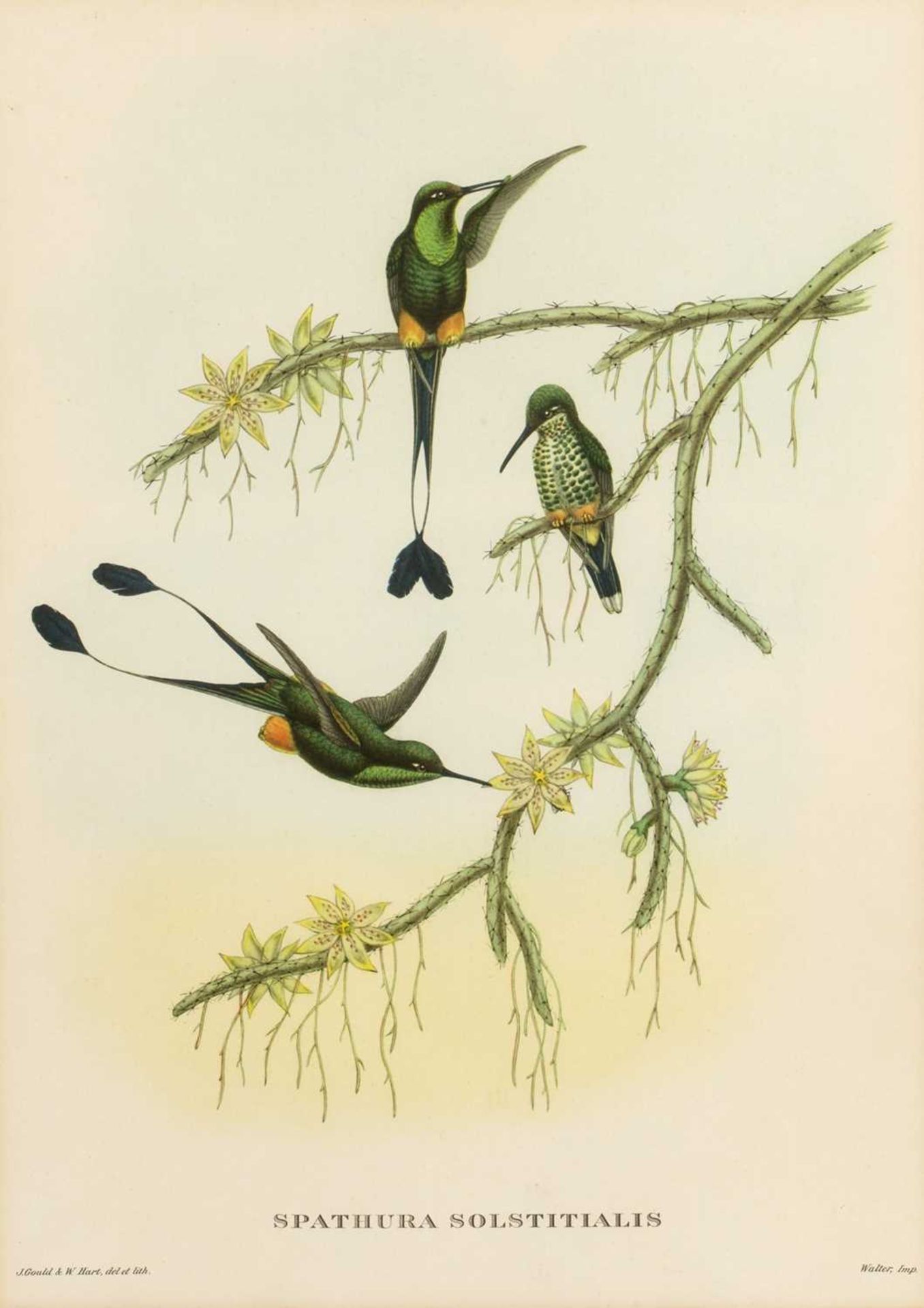 John Gould (1804-1881) 'Hummingbird', print, 38cm x 27cm, 'Nectarinia gouldiæ' (sic), print, 38cm - Image 3 of 9